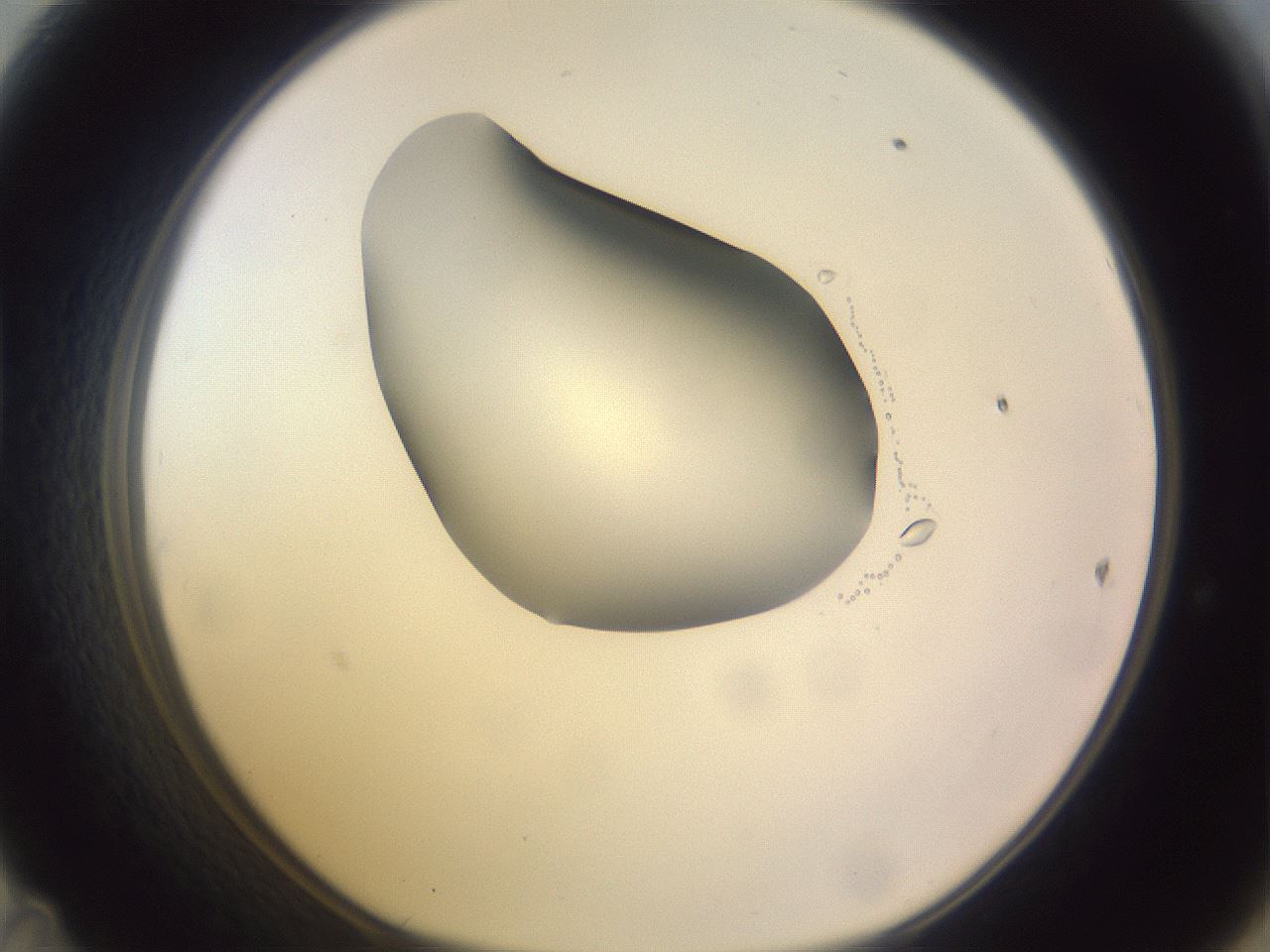 folderID277_plateID1277_batchID4166_wellNum47_profileID1_d1_r73620_ef.jpg