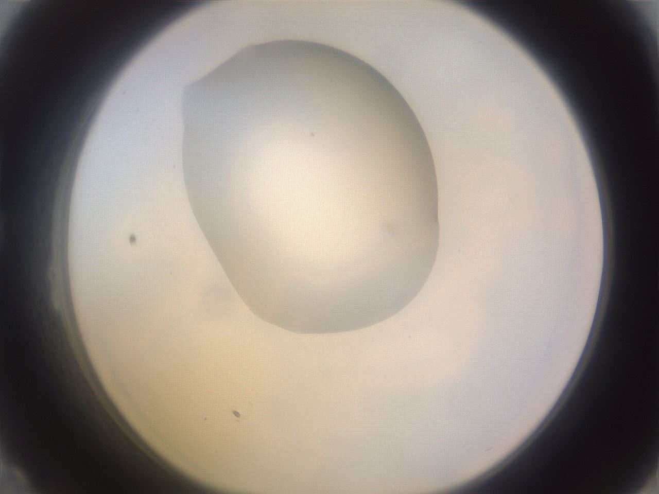 folderID277_plateID1277_batchID4166_wellNum23_profileID1_d1_r73572_ef.jpg