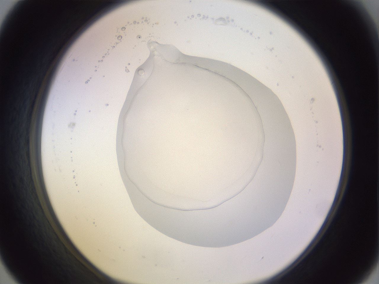 folderID277_plateID1277_batchID4166_wellNum31_profileID1_d1_r73588_ef.jpg