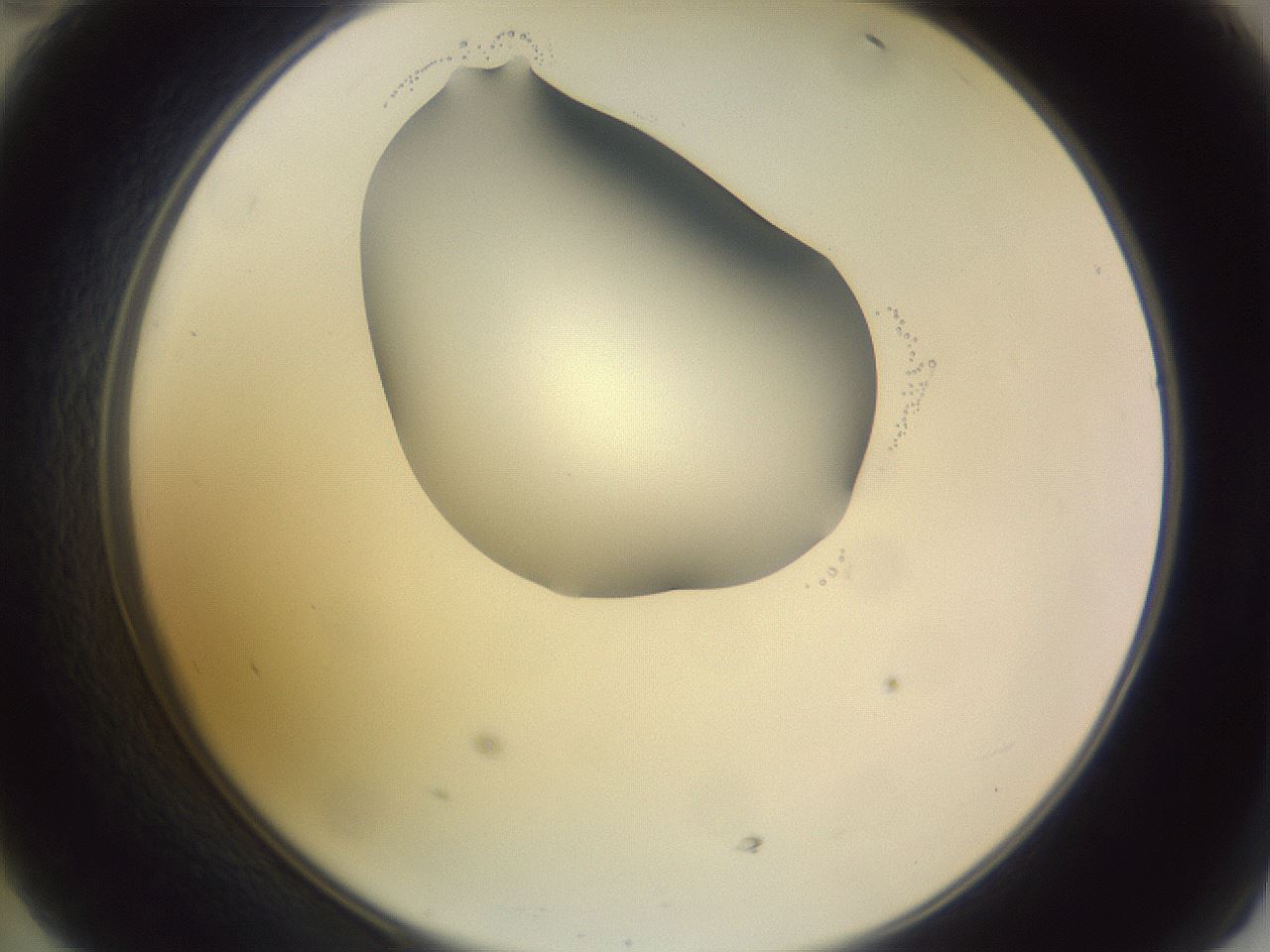 folderID277_plateID1277_batchID4166_wellNum47_profileID1_d2_r73621_ef.jpg