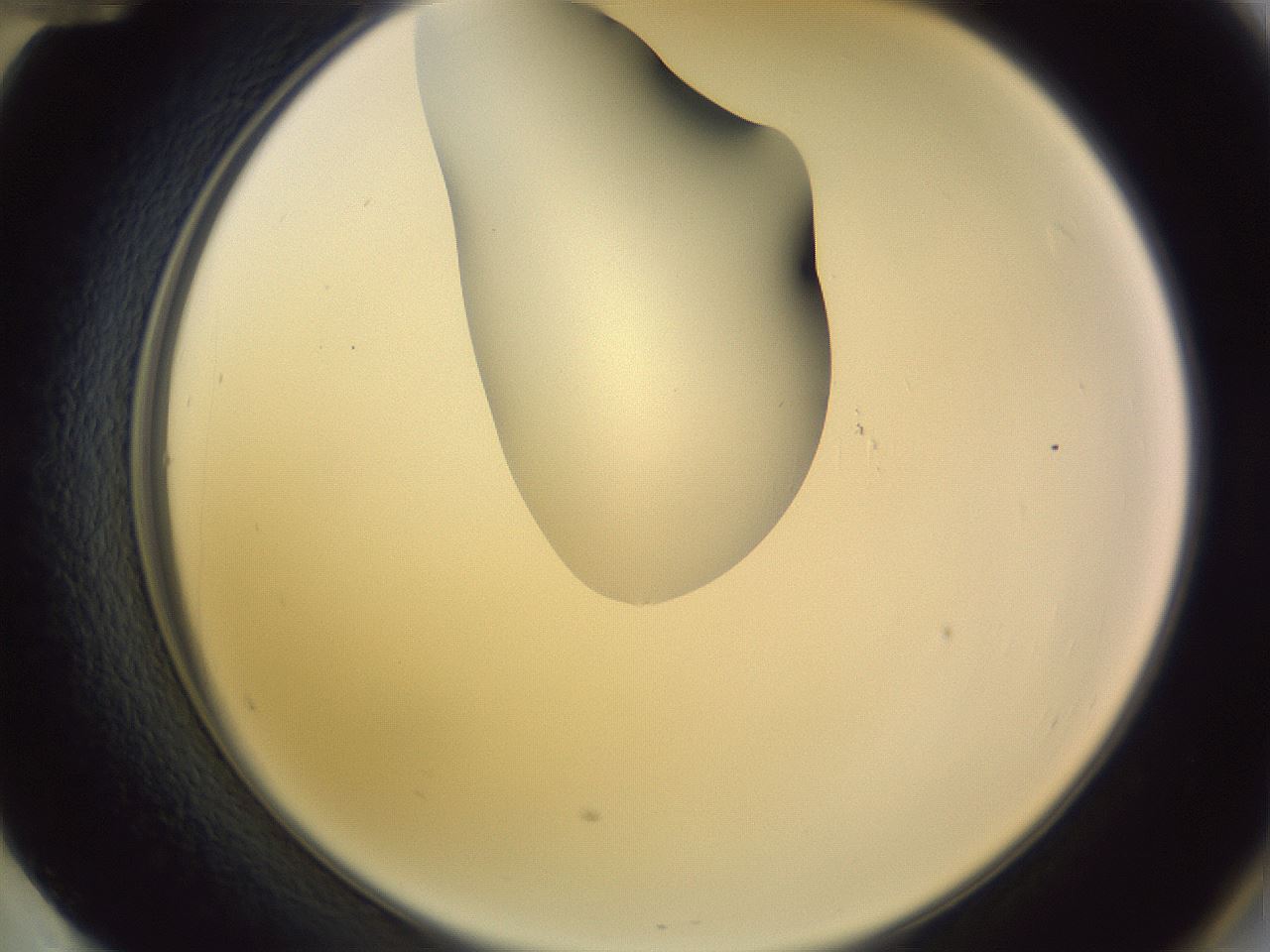 folderID277_plateID1277_batchID4166_wellNum60_profileID1_d2_r73647_ef.jpg