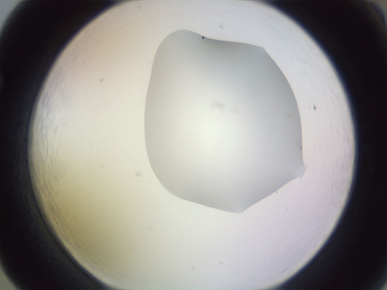 folderID277_plateID1277_batchID4166_wellNum65_profileID1_d1_r73656_ef.jpg