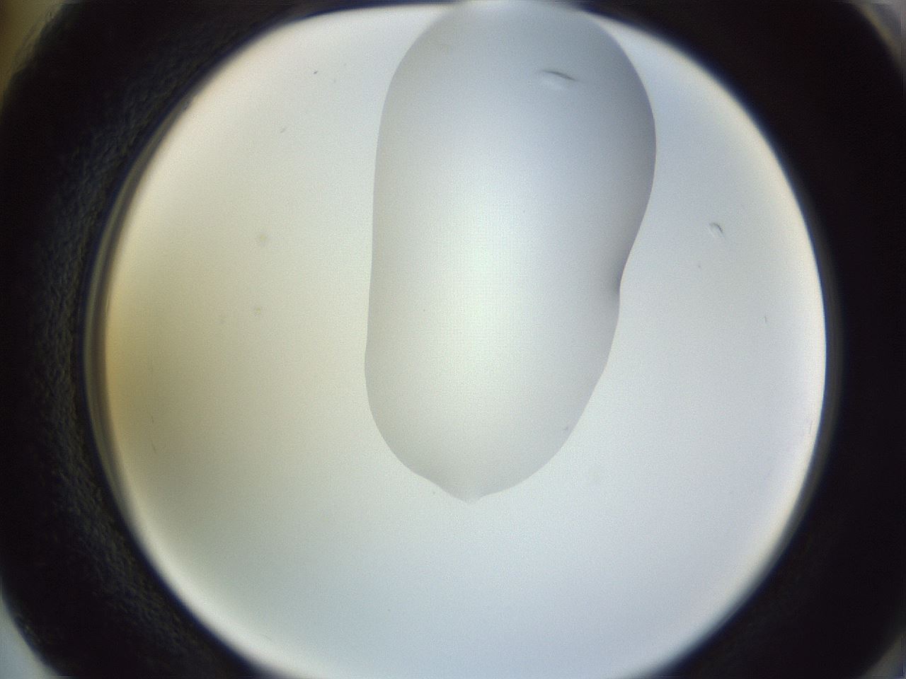 folderID277_plateID1277_batchID4166_wellNum74_profileID1_d2_r73675_ef.jpg