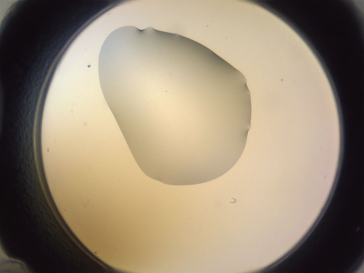 folderID277_plateID1277_batchID4166_wellNum48_profileID1_d1_r73622_ef.jpg
