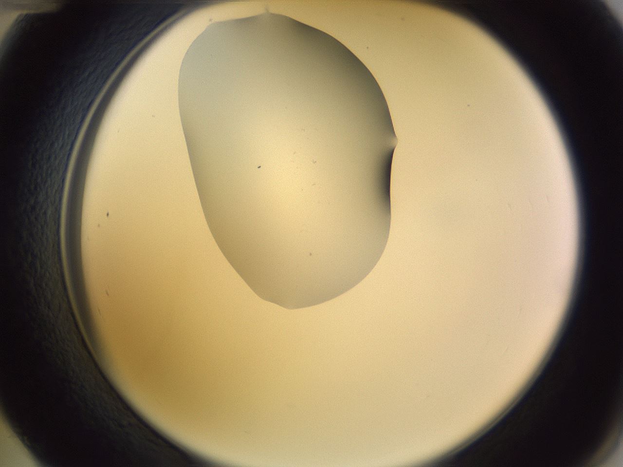 folderID277_plateID1277_batchID4166_wellNum48_profileID1_d2_r73623_ef.jpg