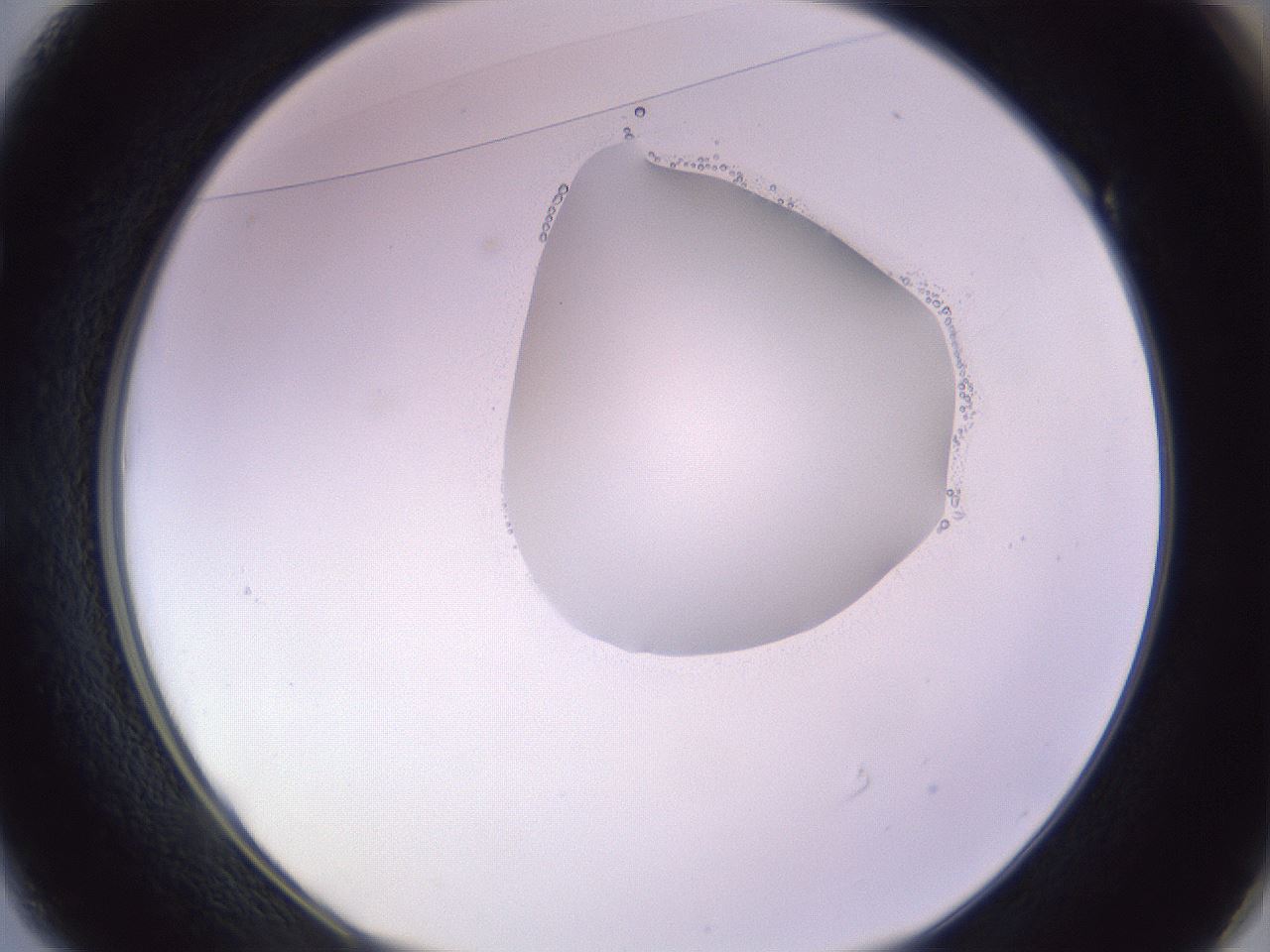 folderID277_plateID1277_batchID4166_wellNum49_profileID1_d1_r73624_ef.jpg
