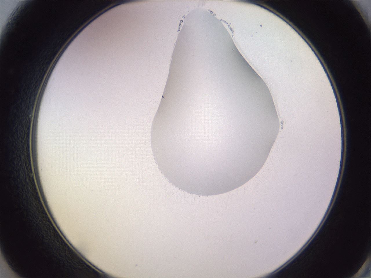 folderID277_plateID1277_batchID4166_wellNum49_profileID1_d2_r73625_ef.jpg