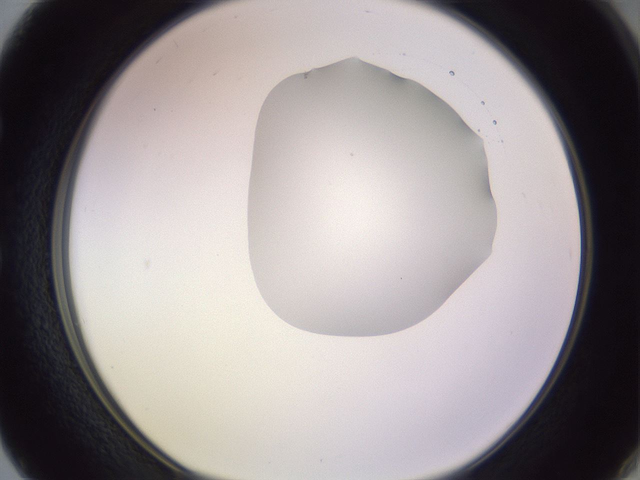 folderID277_plateID1277_batchID4166_wellNum50_profileID1_d1_r73626_ef.jpg