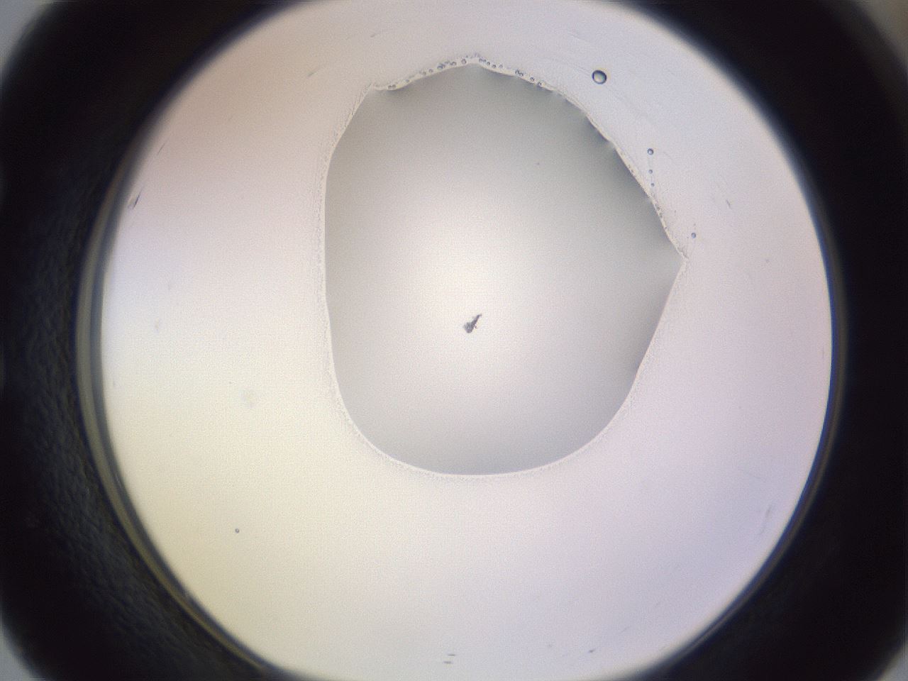folderID277_plateID1277_batchID4166_wellNum51_profileID1_d1_r73628_ef.jpg