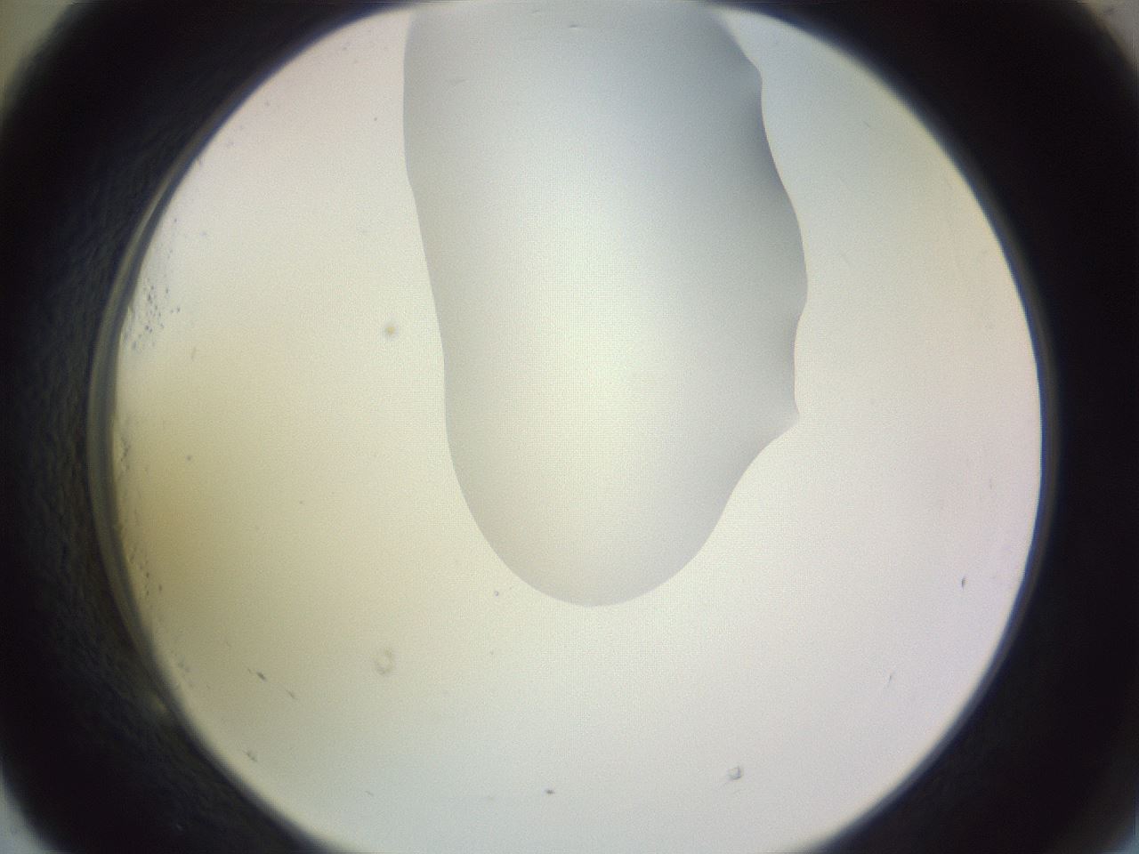folderID277_plateID1277_batchID4166_wellNum53_profileID1_d2_r73633_ef.jpg