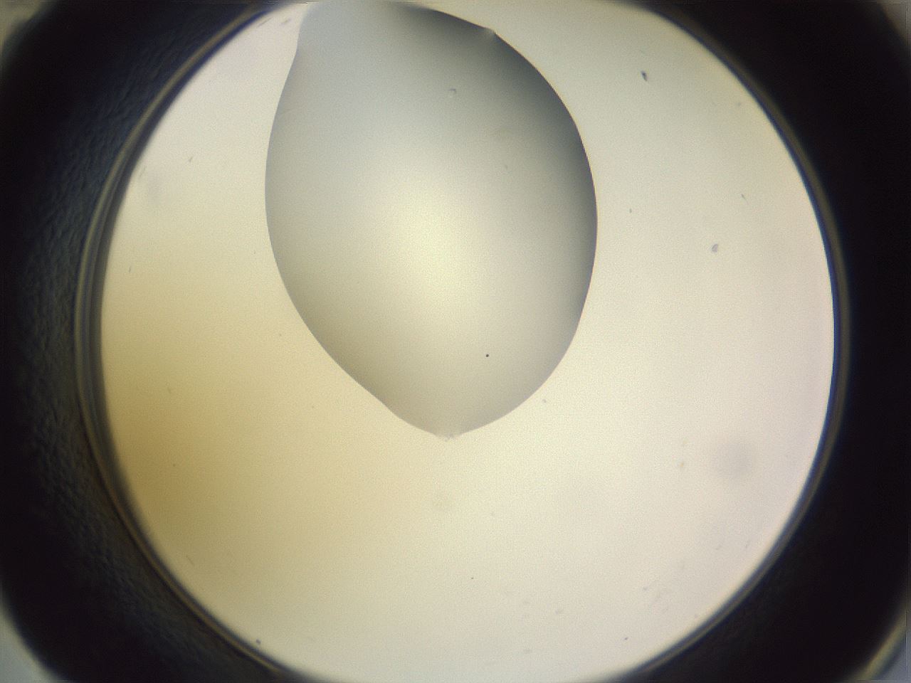 folderID277_plateID1277_batchID4166_wellNum59_profileID1_d2_r73645_ef.jpg