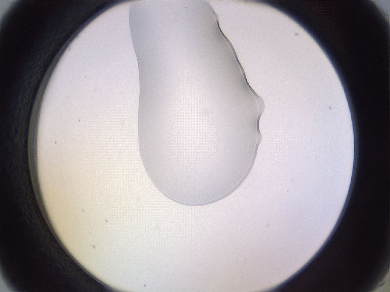 folderID277_plateID1277_batchID4166_wellNum5_profileID1_d2_r73537_ef.jpg