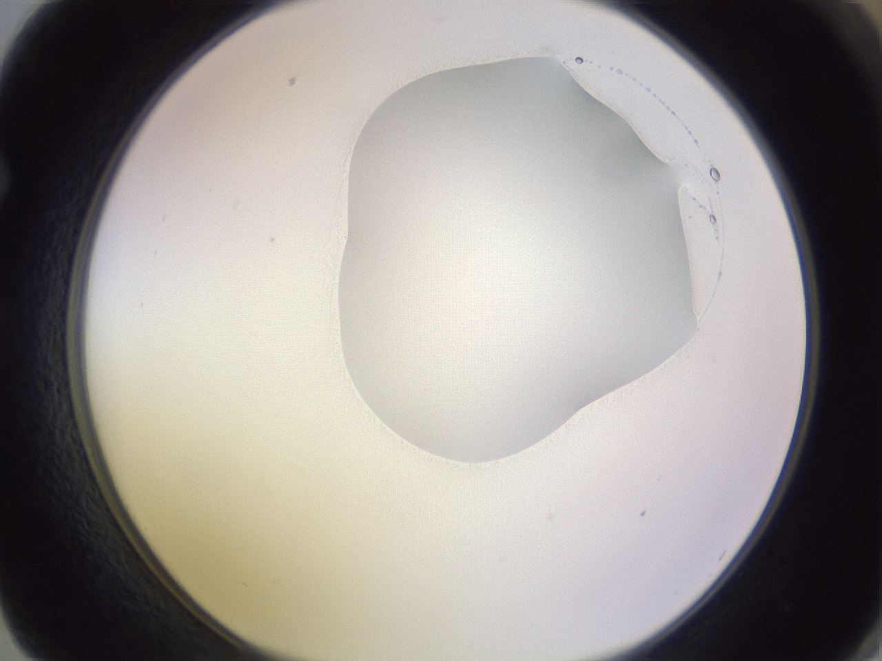 folderID277_plateID1277_batchID4166_wellNum62_profileID1_d1_r73650_ef.jpg