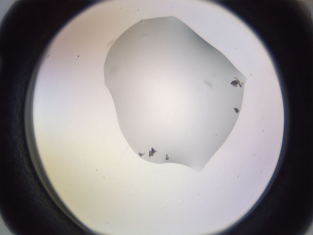 folderID277_plateID1277_batchID4166_wellNum63_profileID1_d1_r73652_ef.jpg