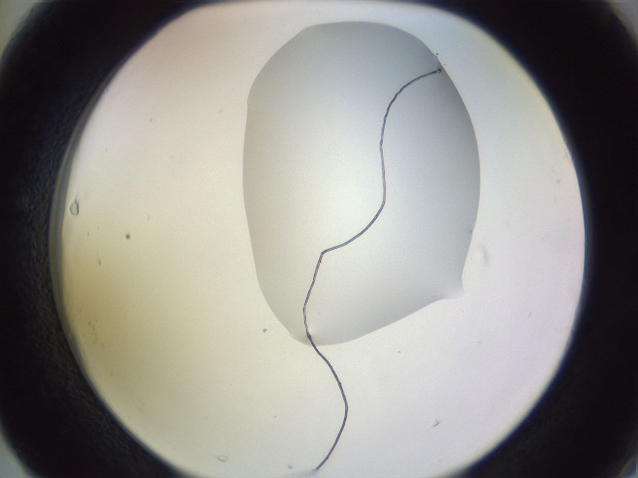 folderID277_plateID1277_batchID4166_wellNum63_profileID1_d2_r73653_ef.jpg