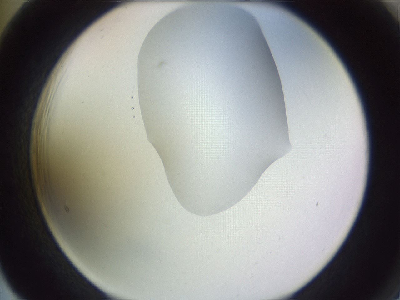 folderID277_plateID1277_batchID4166_wellNum65_profileID1_d2_r73657_ef.jpg
