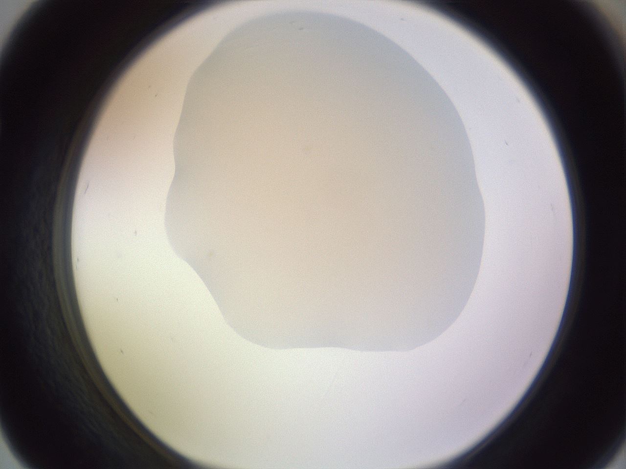 folderID277_plateID1277_batchID4166_wellNum67_profileID1_d1_r73660_ef.jpg