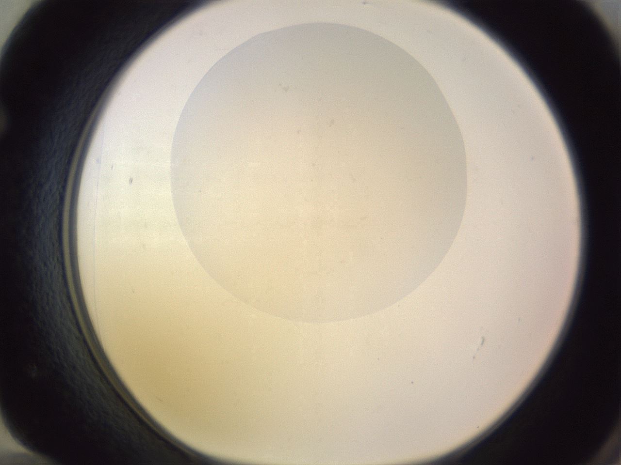 folderID277_plateID1277_batchID4166_wellNum72_profileID1_d1_r73670_ef.jpg