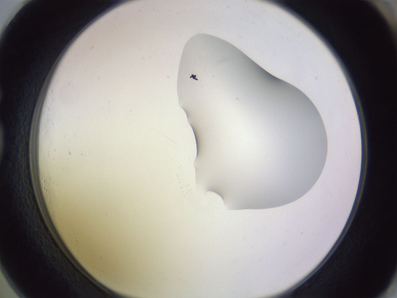 folderID277_plateID1277_batchID4166_wellNum73_profileID1_d1_r73672_ef.jpg