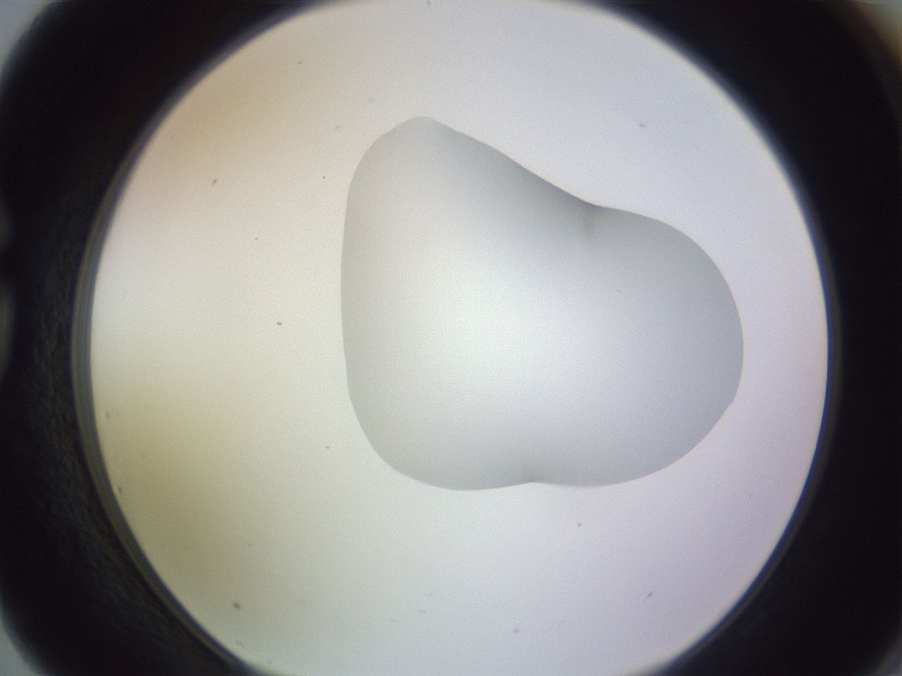 folderID277_plateID1277_batchID4166_wellNum75_profileID1_d1_r73676_ef.jpg