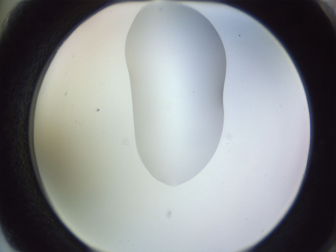folderID277_plateID1277_batchID4166_wellNum75_profileID1_d2_r73677_ef.jpg