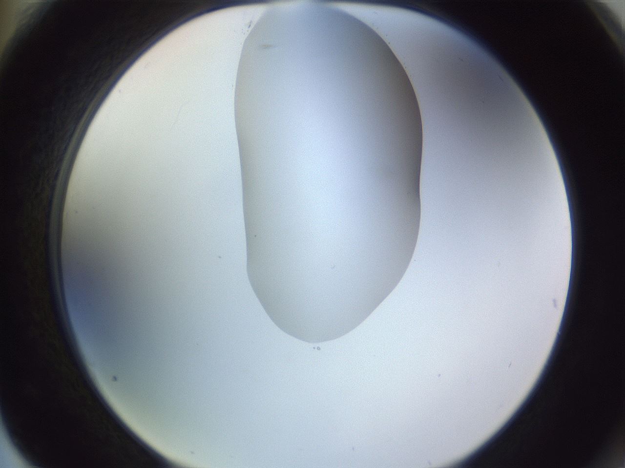 folderID277_plateID1277_batchID4166_wellNum76_profileID1_d2_r73679_ef.jpg