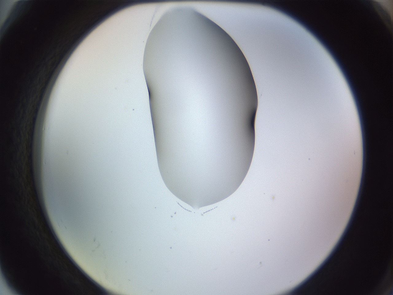 folderID277_plateID1277_batchID4166_wellNum78_profileID1_d2_r73683_ef.jpg