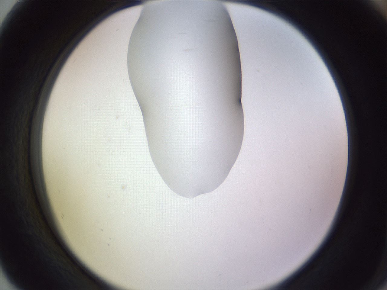 folderID277_plateID1277_batchID4166_wellNum80_profileID1_d2_r73687_ef.jpg
