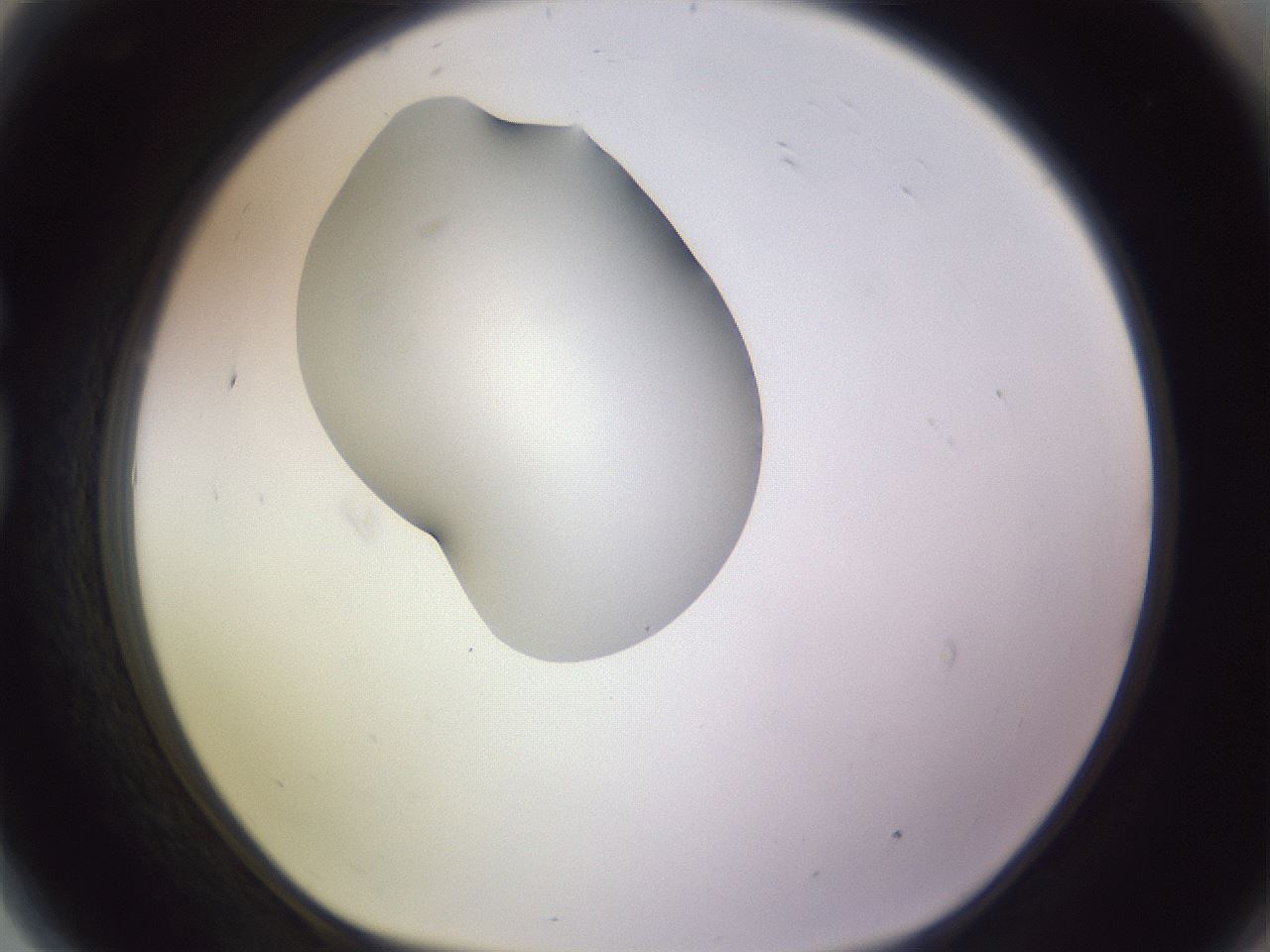 folderID277_plateID1277_batchID4166_wellNum81_profileID1_d1_r73688_ef.jpg