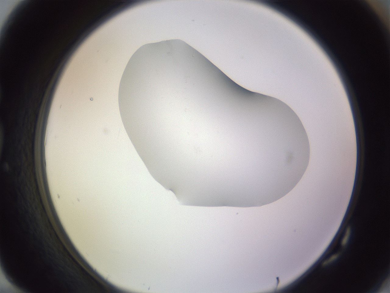 folderID277_plateID1277_batchID4166_wellNum82_profileID1_d1_r73690_ef.jpg