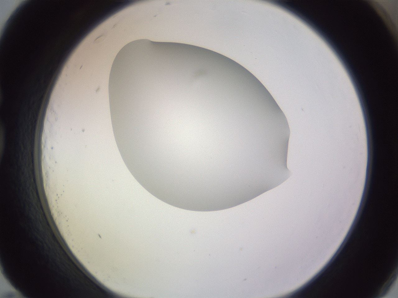 folderID277_plateID1277_batchID4166_wellNum83_profileID1_d1_r73692_ef.jpg
