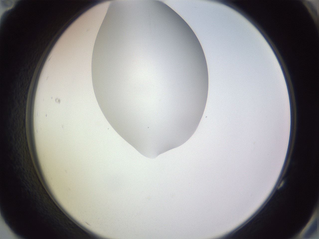 folderID277_plateID1277_batchID4166_wellNum83_profileID1_d2_r73693_ef.jpg