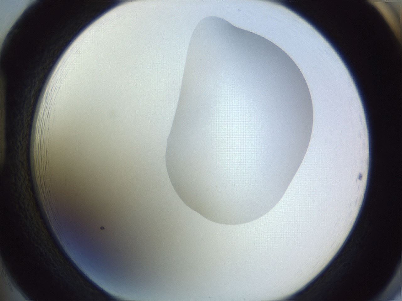 folderID277_plateID1277_batchID4166_wellNum85_profileID1_d1_r73696_ef.jpg
