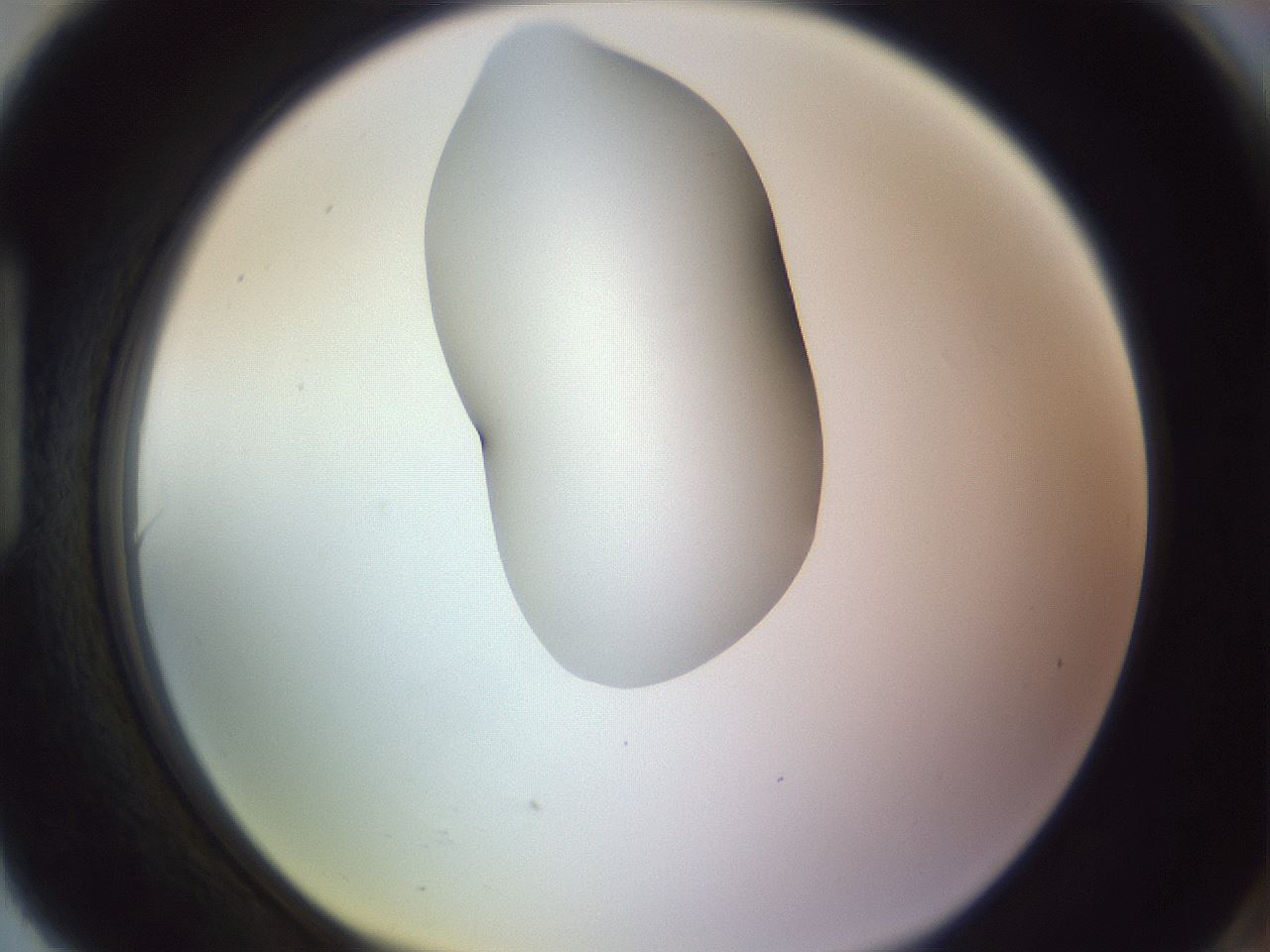 folderID277_plateID1277_batchID4166_wellNum90_profileID1_d1_r73706_ef.jpg