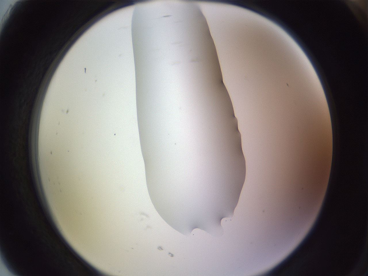 folderID277_plateID1277_batchID4166_wellNum91_profileID1_d2_r73709_ef.jpg