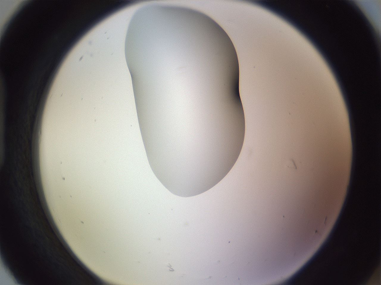 folderID277_plateID1277_batchID4166_wellNum92_profileID1_d1_r73710_ef.jpg