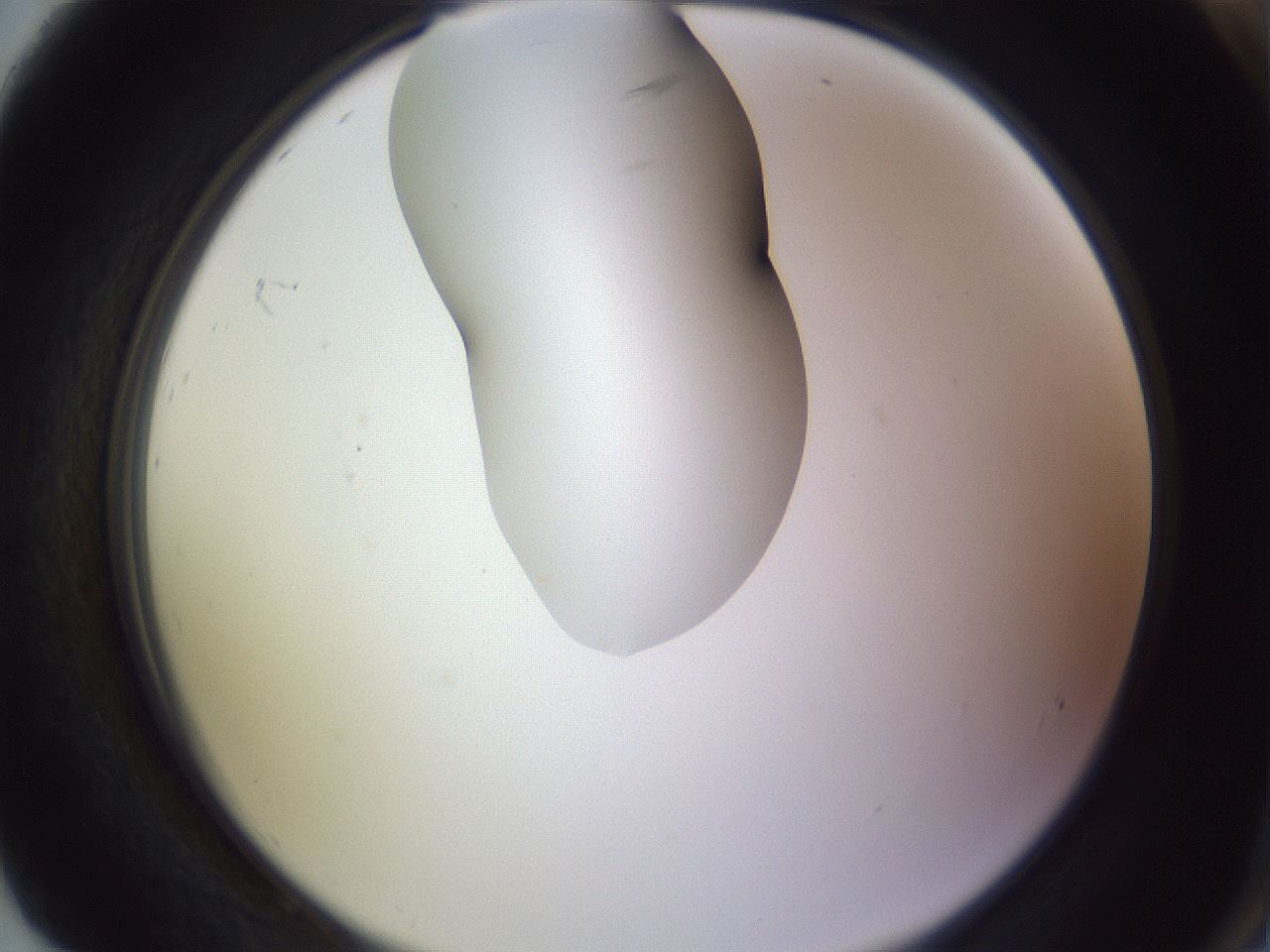 folderID277_plateID1277_batchID4166_wellNum92_profileID1_d2_r73711_ef.jpg