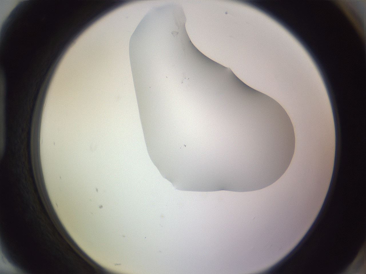 folderID277_plateID1277_batchID4166_wellNum94_profileID1_d1_r73714_ef.jpg