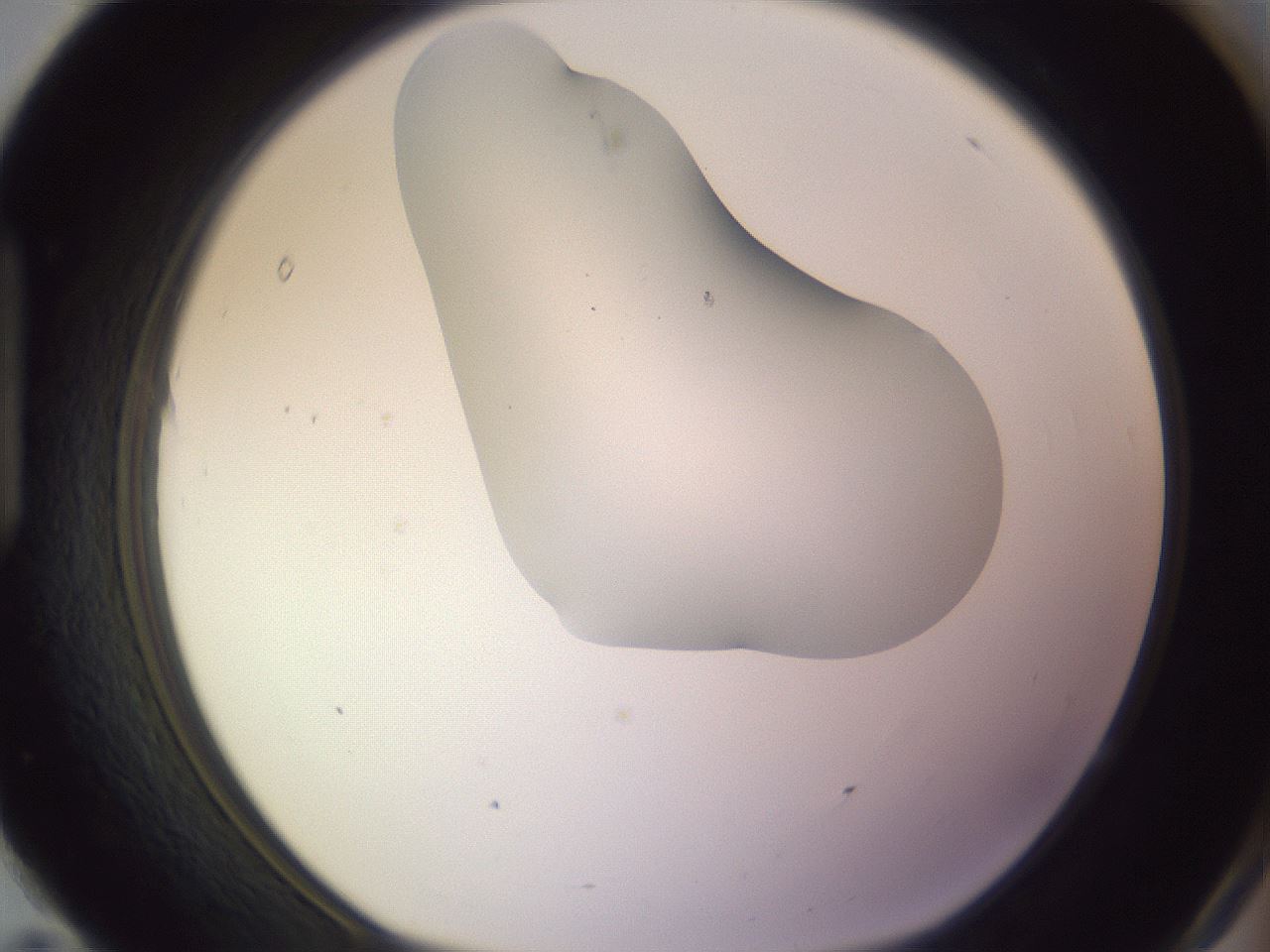 folderID277_plateID1277_batchID4166_wellNum95_profileID1_d1_r73716_ef.jpg