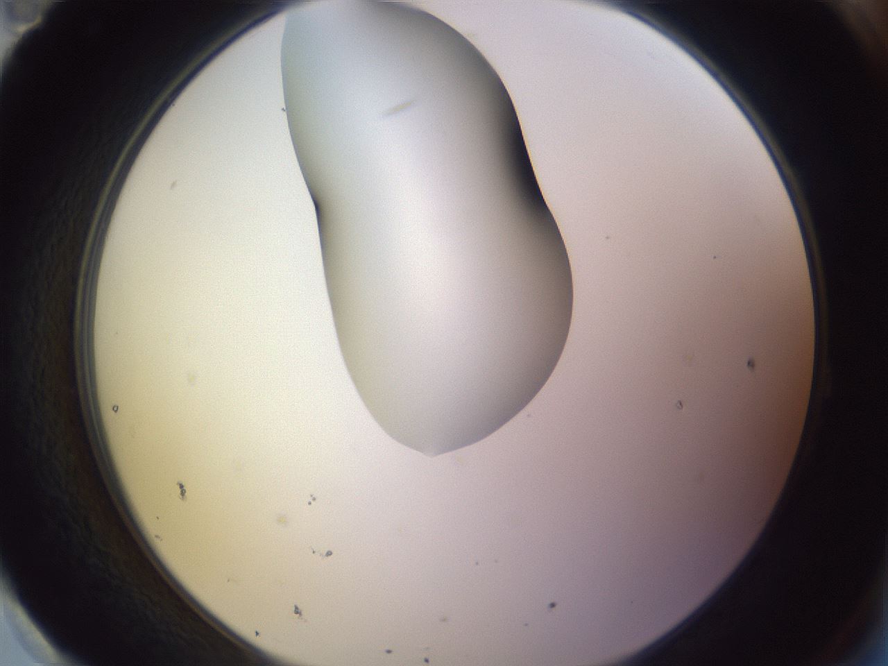 folderID277_plateID1277_batchID4166_wellNum95_profileID1_d2_r73717_ef.jpg