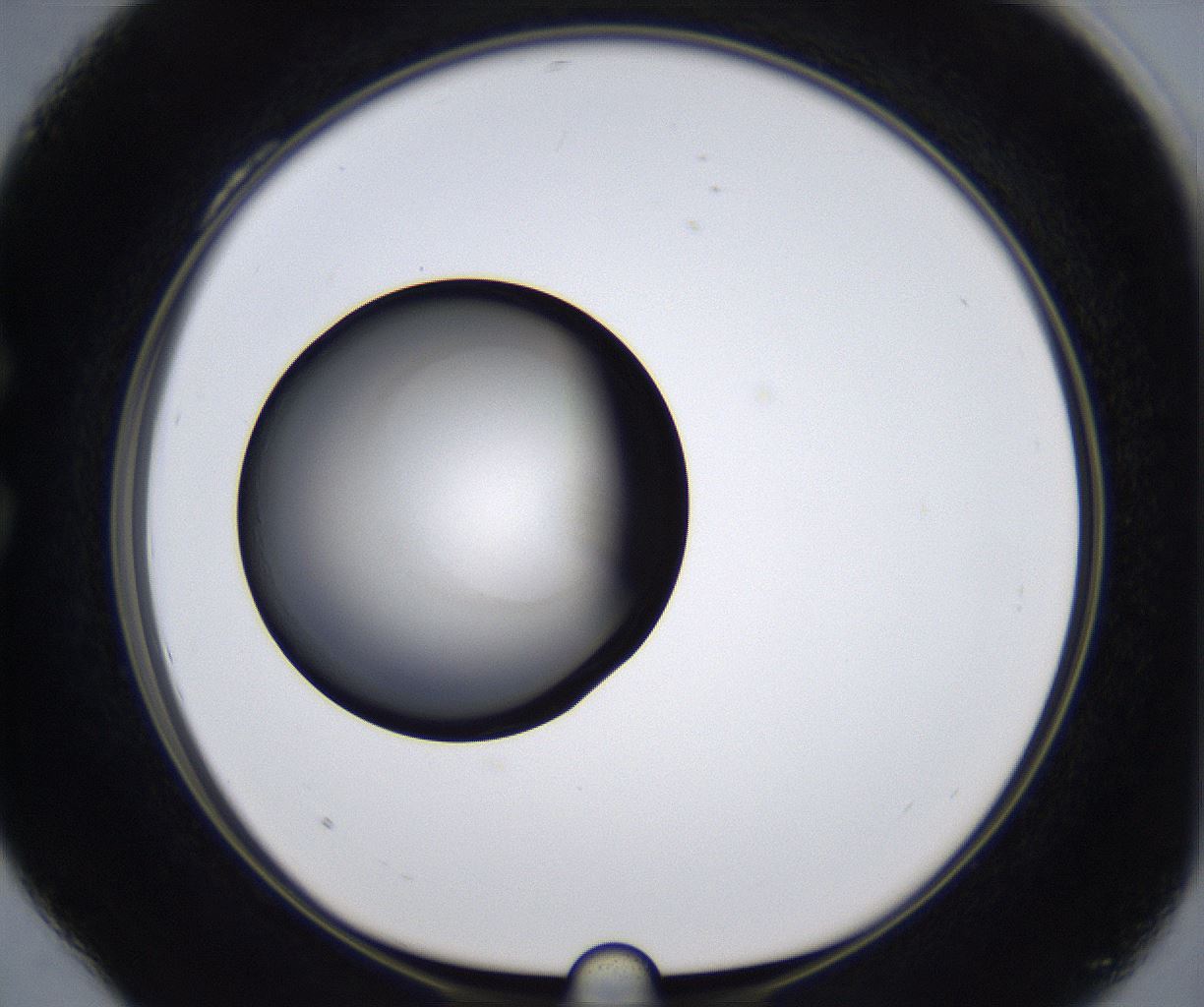 folderID277_plateID2277_batchID10784_wellNum28_profileID1_d1_r158692_ef.jpg