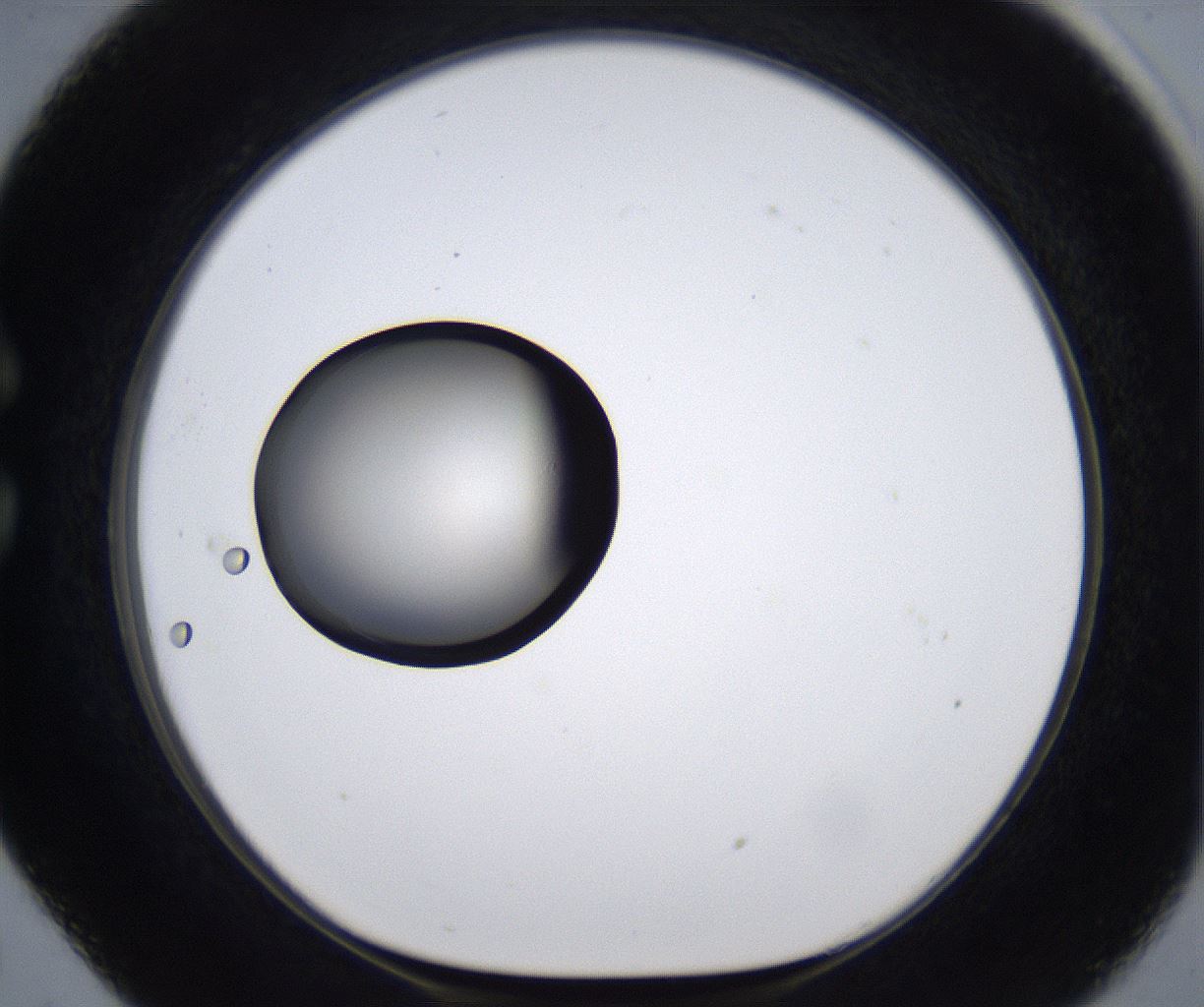 folderID277_plateID2277_batchID10784_wellNum29_profileID1_d1_r158694_ef.jpg