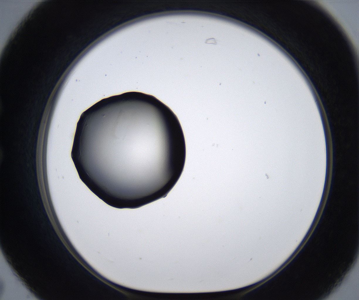 folderID277_plateID2277_batchID10784_wellNum31_profileID1_d1_r158698_ef.jpg