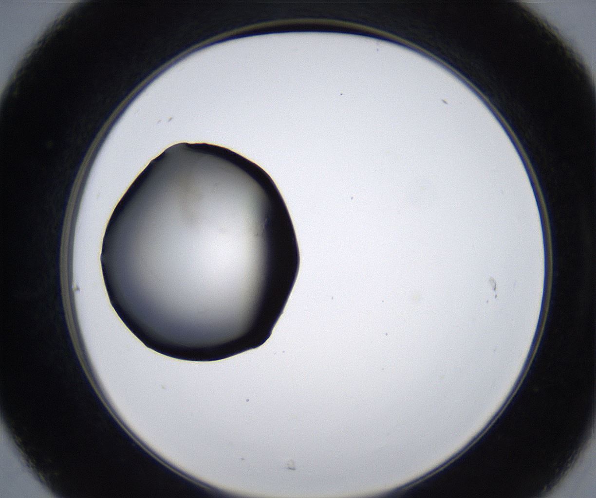 folderID277_plateID2277_batchID10784_wellNum31_profileID1_d2_r158699_ef.jpg