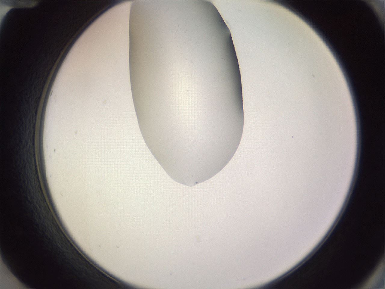 folderID277_plateID1277_batchID4166_wellNum84_profileID1_d2_r73695_ef.jpg