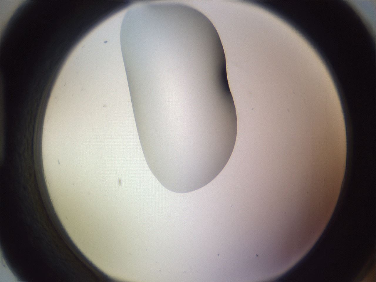 folderID277_plateID1277_batchID4166_wellNum93_profileID1_d1_r73712_ef.jpg