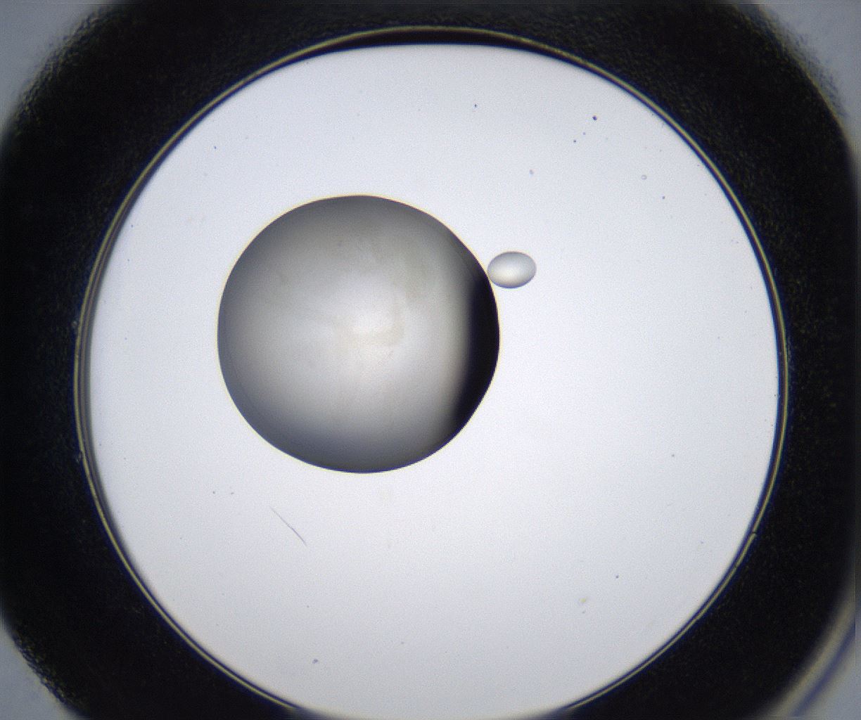 folderID277_plateID2277_batchID10784_wellNum49_profileID1_d2_r158735_ef.jpg