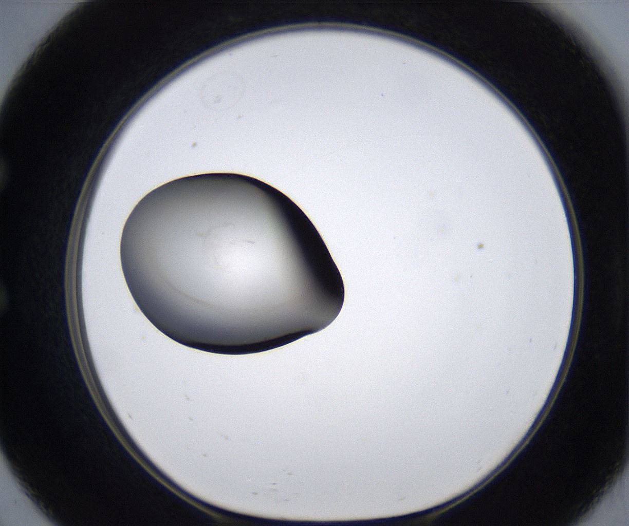 folderID277_plateID2277_batchID10784_wellNum57_profileID1_d1_r158750_ef.jpg
