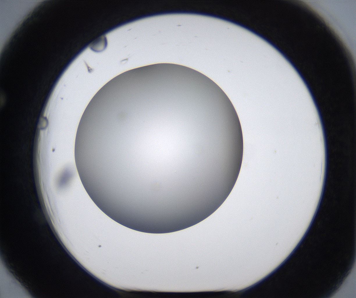 folderID277_plateID2277_batchID10784_wellNum66_profileID1_d1_r158768_ef.jpg