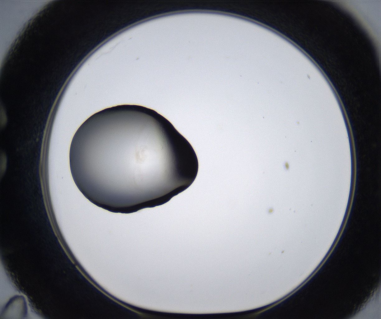 folderID277_plateID2277_batchID10784_wellNum35_profileID1_d1_r158706_ef.jpg